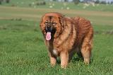 DOGUE DU TIBET 642